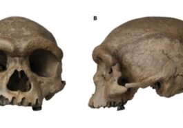 Crâne de Harbin, l'hominidé du Pléistocène moyen / Crédit : Qian Ji et al. Innovation 2021