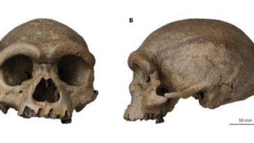 Homme-Dragon : l'identité révélée par l'ADN du tartre, l'ominidé de Harbin était un Denisova 4 Crâne de Harbin, l'hominidé du Pléistocène moyen / Crédit : Qian Ji et al. Innovation 2021