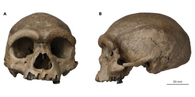 Homme-Dragon : l'identité révélée par l'ADN du tartre, l'ominidé de Harbin était un Denisova 2 Crâne de Harbin, l'hominidé du Pléistocène moyen / Crédit : Qian Ji et al. Innovation 2021