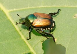 Invasion de scarabées japonais : comment les reconnaître et quels dangers représentent-ils ? Les explications d'un écologue 53 Scarabeo o coleottero giapponese (Popillia japonica)