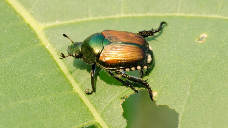 Invasion de scarabées japonais : comment les reconnaître et quels dangers représentent-ils ? Les explications d'un écologue 1 Scarabeo o coleottero giapponese (Popillia japonica)