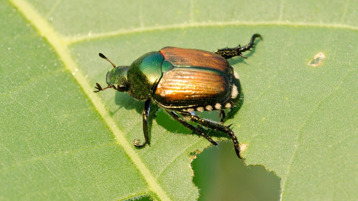 Invasion de scarabées japonais : comment les reconnaître et quels dangers représentent-ils ? Les explications d'un écologue 2 Scarabeo o coleottero giapponese (Popillia japonica)