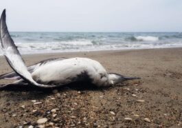 Une des berte minores trouvées mortes le long du lido de Latina. Crédit : Giuseppe Di Lieto