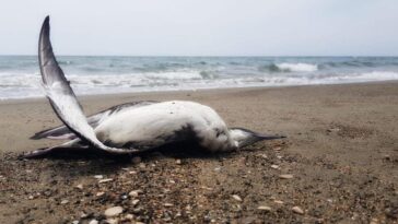 Massacre de jeunes baleines sur les plages du Tyrrhénien : le rapport révèle qu'elles ont été tuées par l'homme 10 Une des berte minores trouvées mortes le long du lido de Latina. Crédit : Giuseppe Di Lieto
