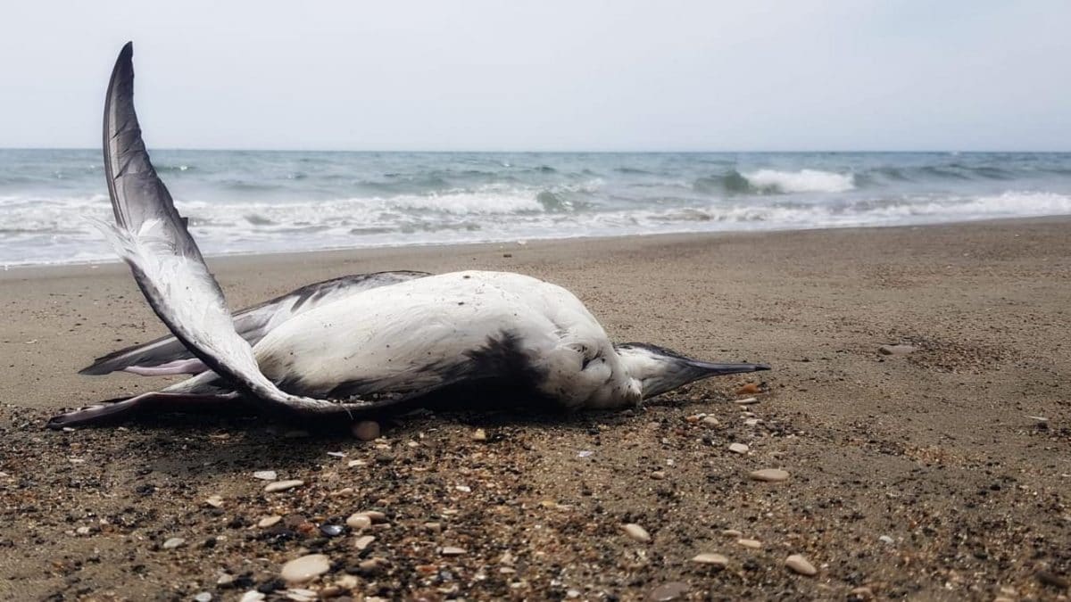 Massacre de jeunes baleines sur les plages du Tyrrhénien : le rapport révèle qu'elles ont été tuées par l'homme 2 Une des berte minores trouvées mortes le long du lido de Latina. Crédit : Giuseppe Di Lieto