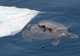 La petite tortue (Caretta caretta) près du morceau de plastique. Crédit : Andrea Centini