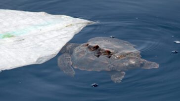 Nous avons rencontré une petite tortue de mer devant Gênes, couverte par un plastique, maintenant enlevé 26 La petite tortue (Caretta caretta) près du morceau de plastique. Crédit : Andrea Centini