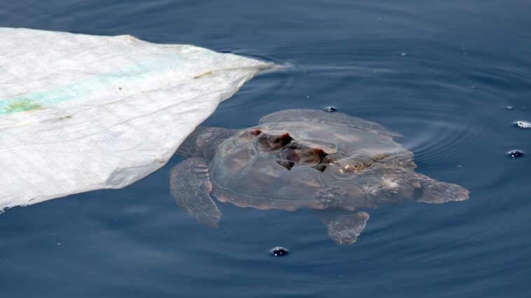 Nous avons rencontré une petite tortue de mer devant Gênes, couverte par un plastique, maintenant enlevé 1 La petite tortue (Caretta caretta) près du morceau de plastique. Crédit : Andrea Centini
