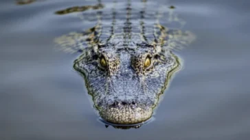 Nouveau malware Android crée de faux contacts sur votre téléphone pour arnaquer par appel 21 Nouveau malware Android crée de faux contacts sur votre téléphone pour arnaquer par appel