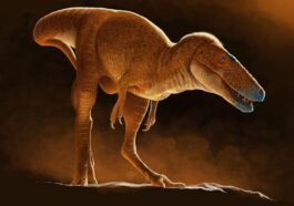 Illustration de la nouvelle espèce de tyrannosaure Khankhuuluu mongoliensis. Crédit : Julius Csotonyi