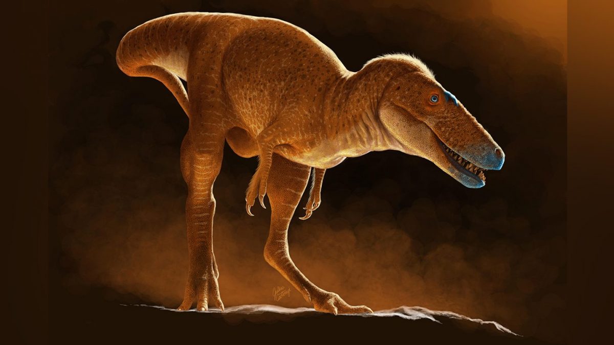 Nouvelle espèce de tyrannosaure découvert en Mongolie : pourquoi le "Prince Dragon" est-il si essentiel 2 Illustration de la nouvelle espèce de tyrannosaure Khankhuuluu mongoliensis. Crédit : Julius Csotonyi