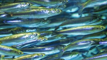 Pourquoi les anchois deviennent-ils de plus en plus petits ? 6 Image