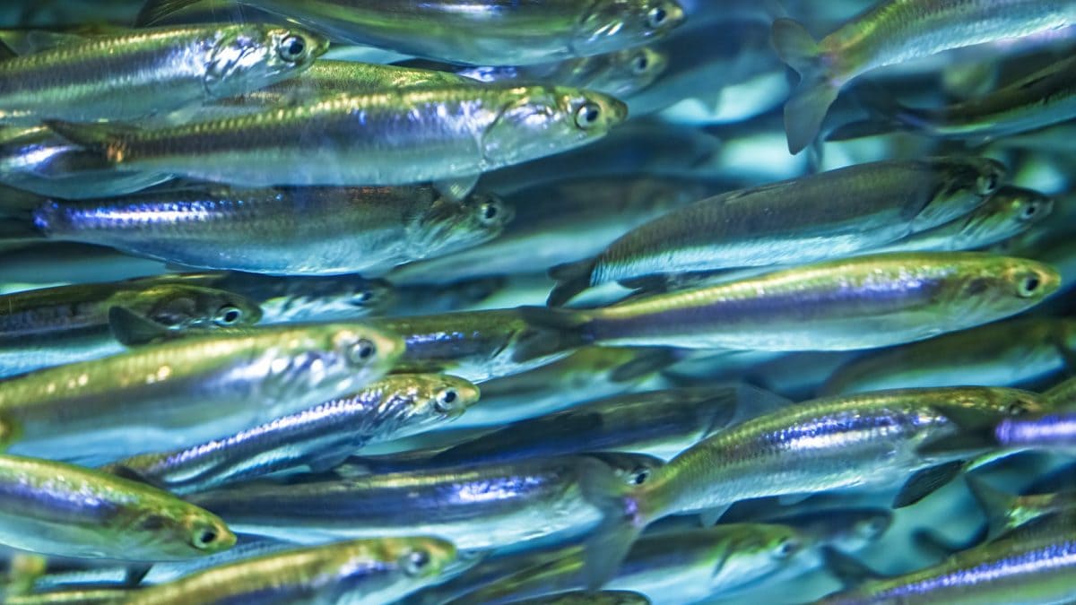 Pourquoi les anchois deviennent-ils de plus en plus petits ? 2 Image
