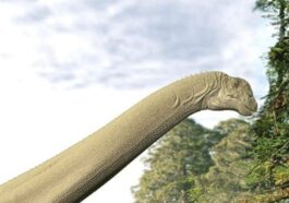 Illustrazione di Judy. Credit: Travis Tischler