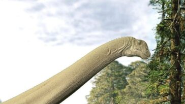 Que mangeaient réellement les dinosaures : analyse inédite du dernier repas d'un sauropode 30 Illustrazione di Judy. Credit: Travis Tischler
