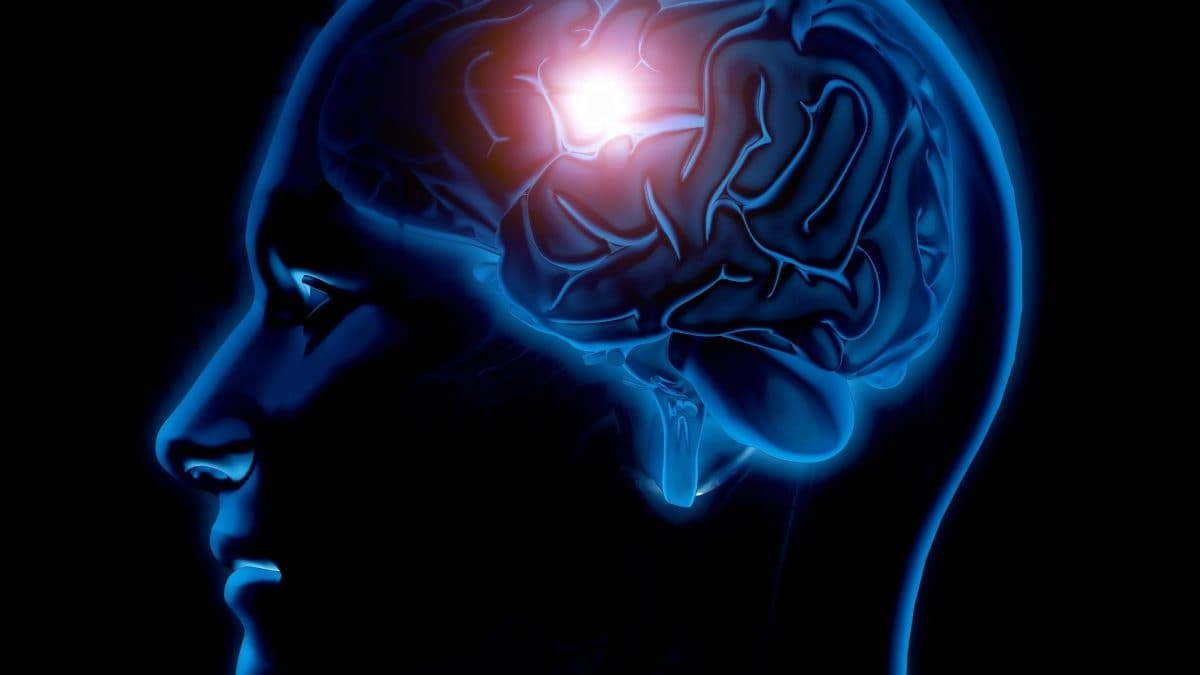 Une étude a révélé le rythme secret du cerveau : ce qu'il dévoile sur notre intelligence 2 Image
