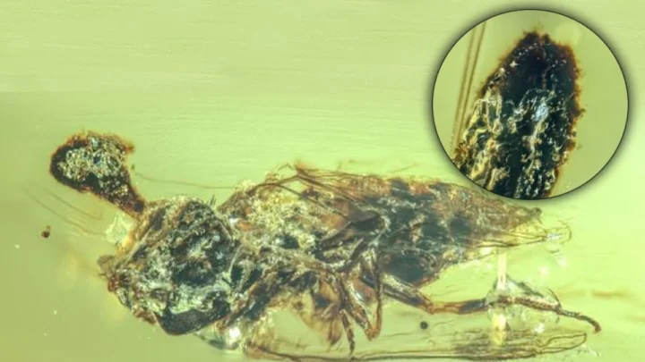 1751579493 829 Des scientifiques ont decouvert une nouvelle creature qui nest ni.webp