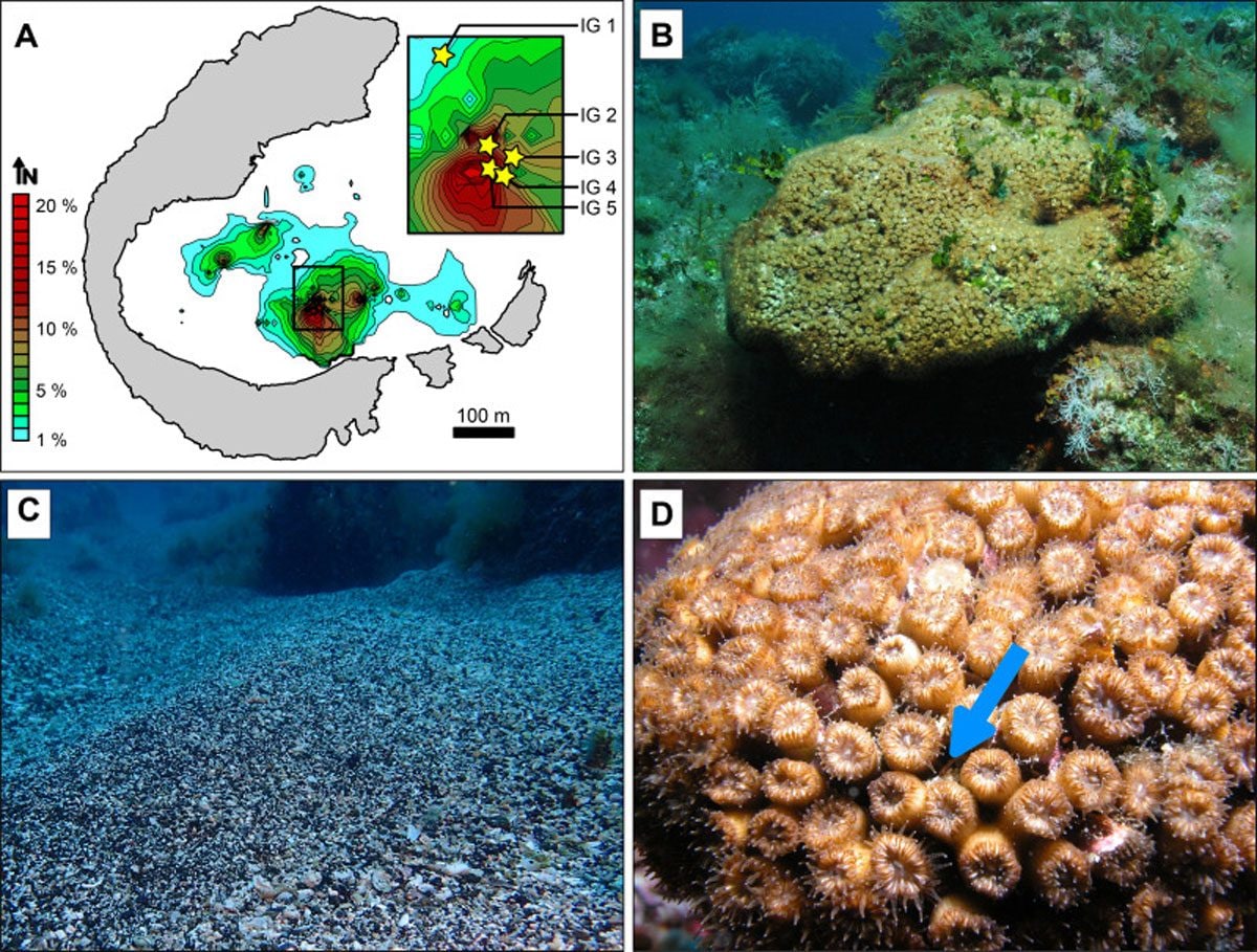 Une île méditerranéenne se transforme en piège à microplastiques : des niveaux jamais enregistrés auparavant 3 Posizione e foto dei banchi di corallo di C. caespitosa nella baia di Illa Grossa / Credit: Lars R., et al. Marine Pollution Bulletin 2025