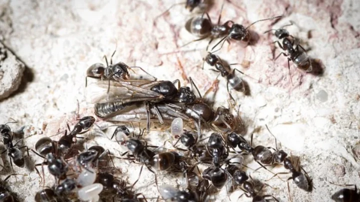 Menace invisible sous nos pieds : des super fourmis envahissent l'Europe et sèment le chaos 4 Image formigas Tapinoma magnum