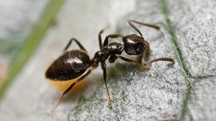 Menace invisible sous nos pieds : des super fourmis envahissent l'Europe et sèment le chaos 5 1751879725 642 Menace invisible sous nos pieds des super fourmis envahissent.webp