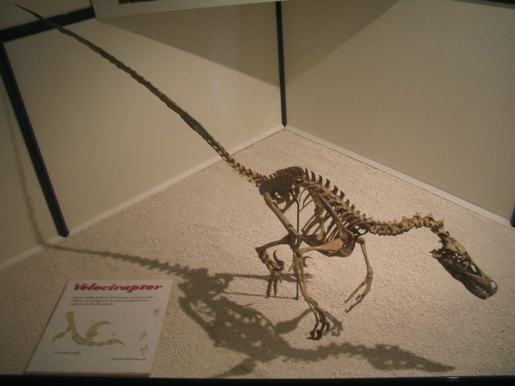 Le petit squelette d’un véritable velociraptor. Crédit : Andrea Centini