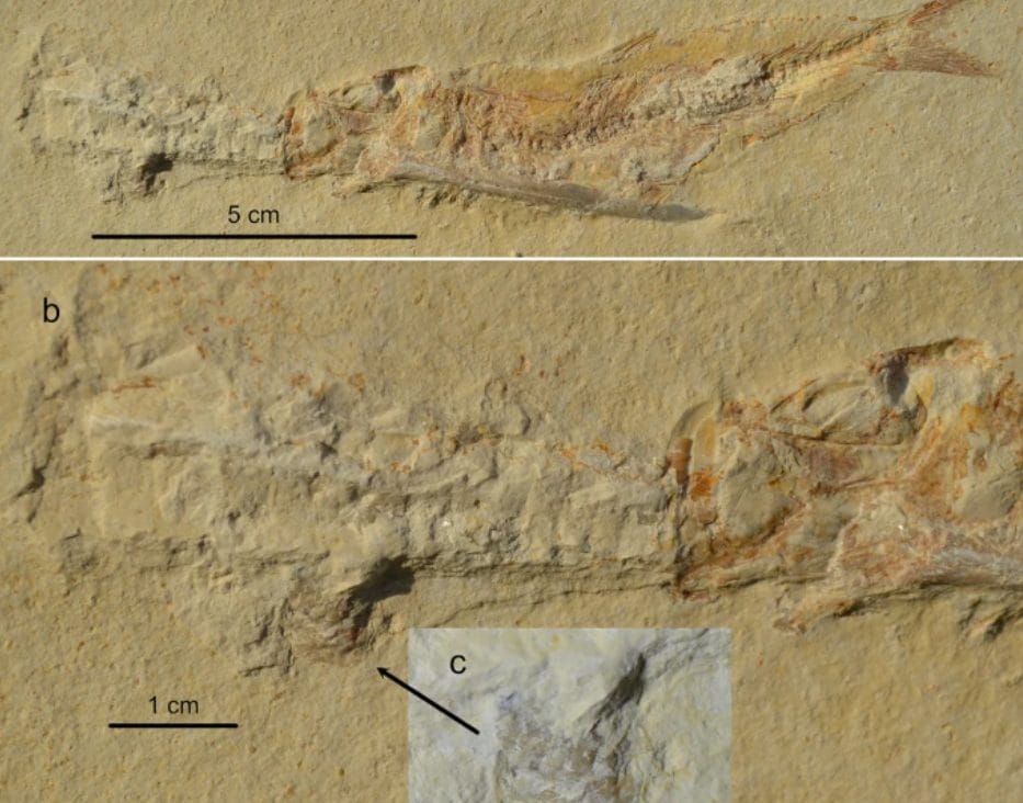 Ces poissons du Jurassique avaient une tendance étrange (et incroyable) à mourir de la même façon 3 Crédit : Ebert & Kölbl–Ebert/Scientific Report