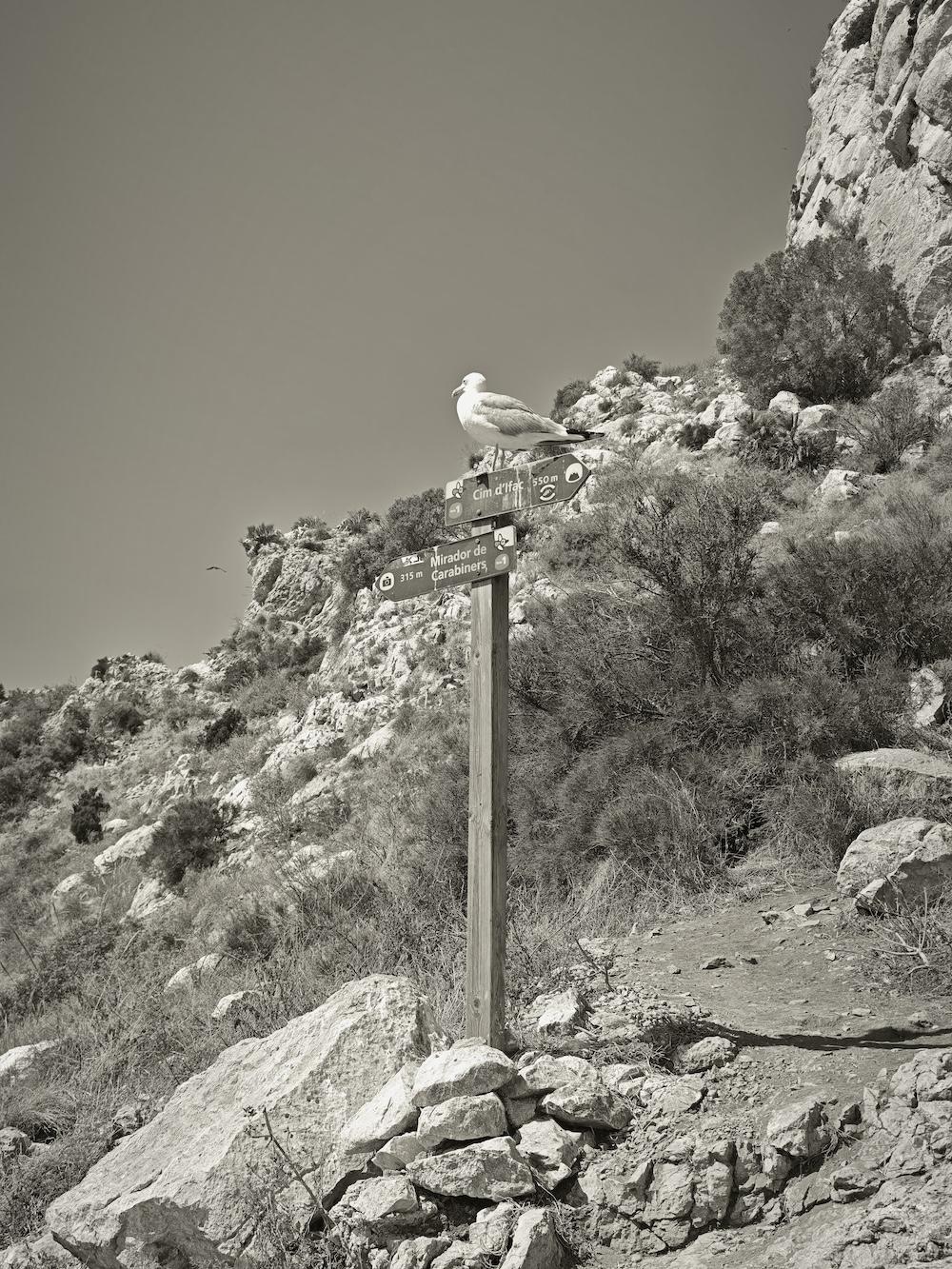 5 astuces PRO pour prendre des photos de voyage avec le Xiaomi 15 Ultra et son appareil photo exceptionnel 4 Photo d'une mouette sur la Route Rouge du Peñón de Ifach