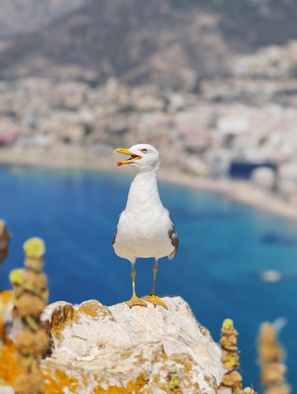 5 astuces PRO pour prendre des photos de voyage avec le Xiaomi 15 Ultra et son appareil photo exceptionnel 5 Photographie d'une mouette avec le Xiaomi 15 Ultra