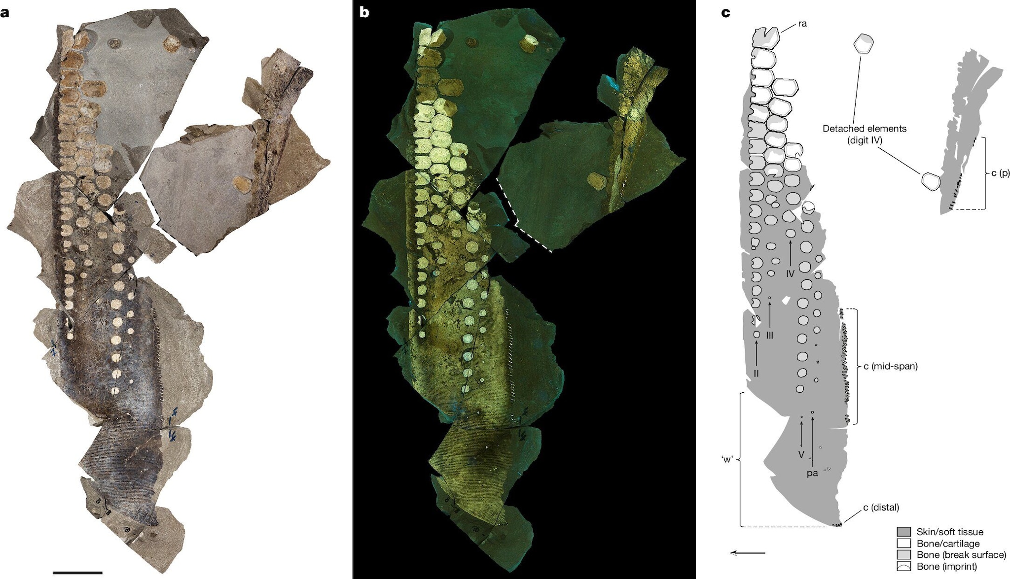 Ce reptile marin du Jurassique chassait comme un hibou : une découverte fossile étonnante des tissus mous 3 Les tissus mous de l’ichthyosaure. Crédit : Nature