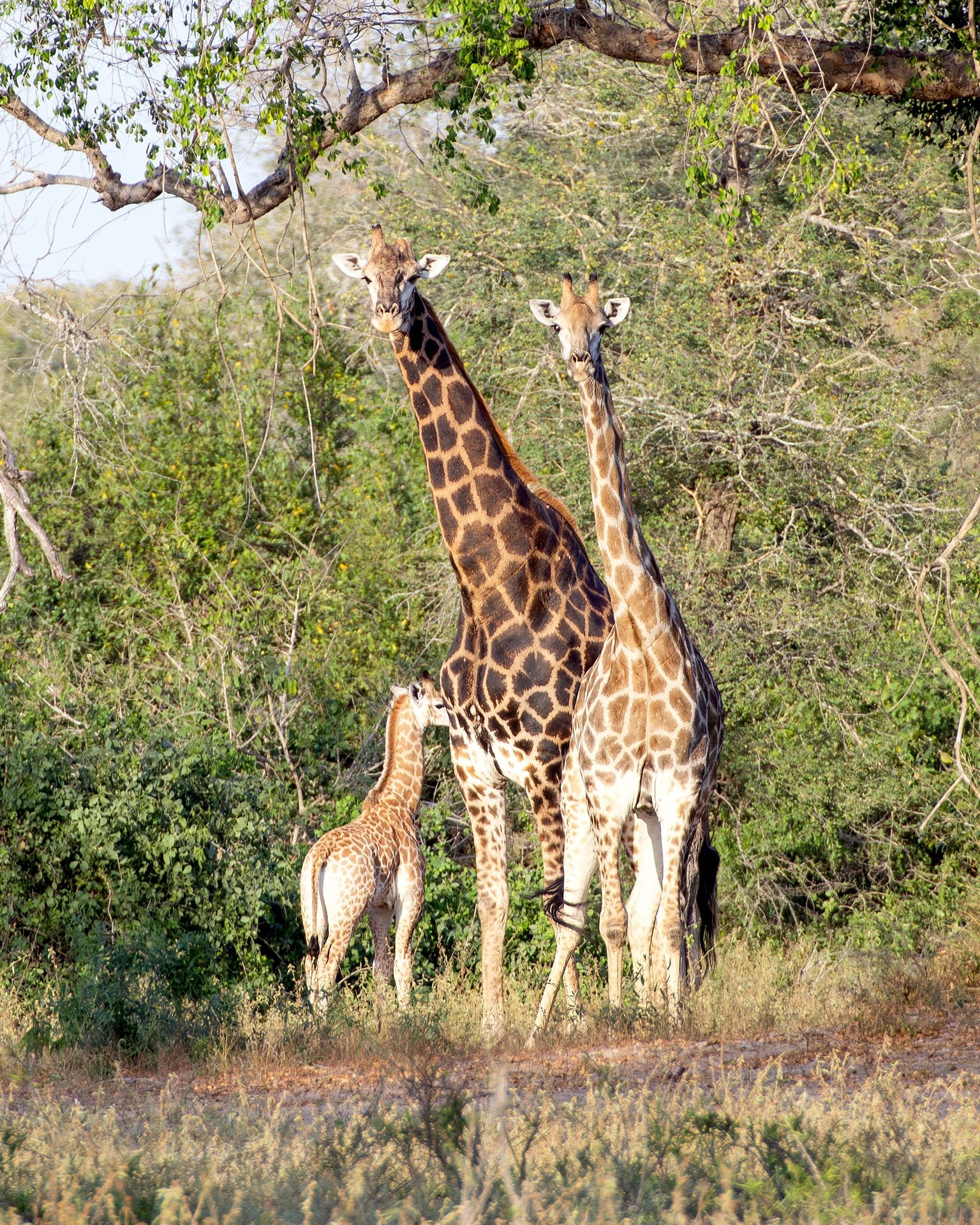 Safari éthique : quand l'émotion naît du respect pour les animaux, le récit de l'éthologue Chiara Grasso 5 Girafe. Crédit : Daniela Rubino