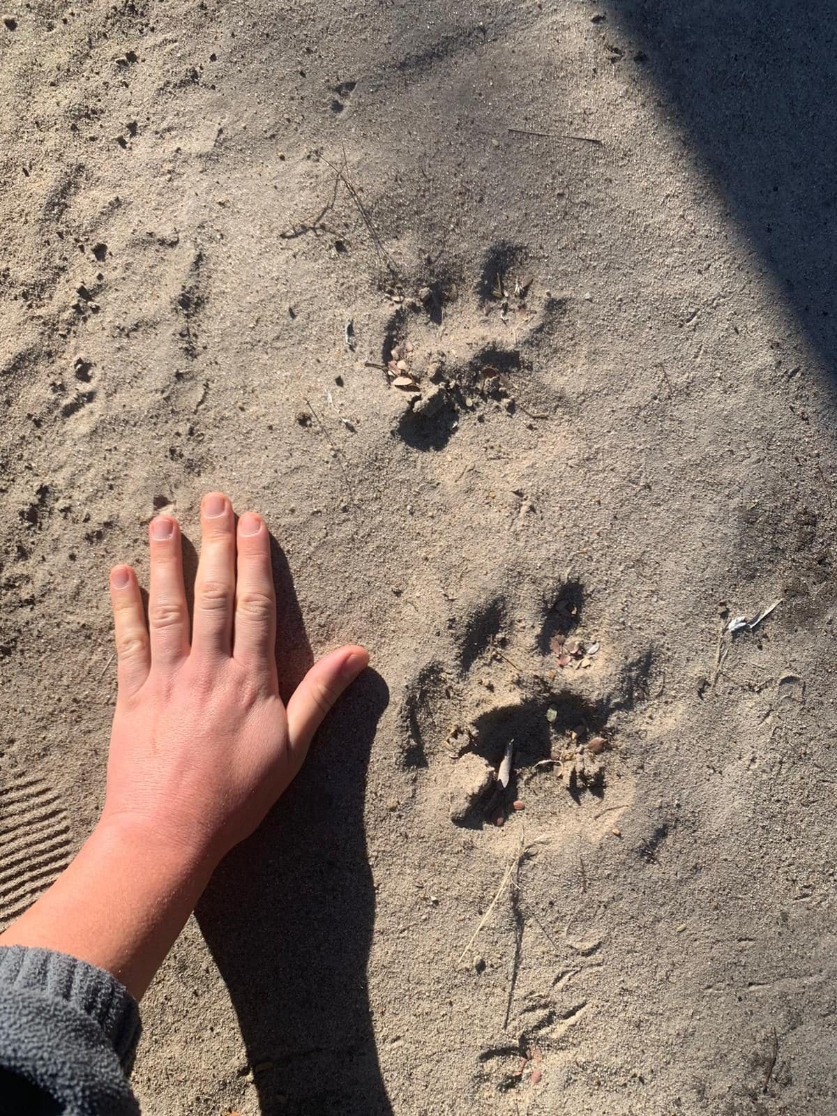 Safari éthique : quand l'émotion naît du respect pour les animaux, le récit de l'éthologue Chiara Grasso 6 Impressions de lion. Crédit : Chiara Grasso