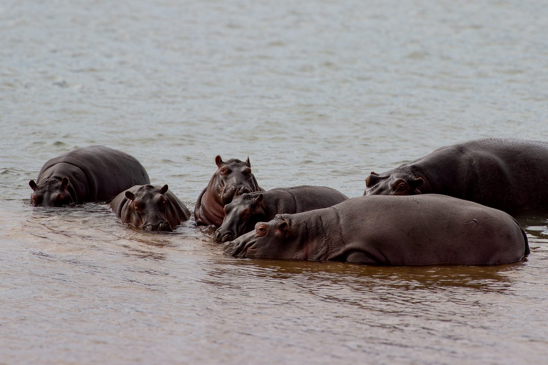 Safari éthique : quand l'émotion naît du respect pour les animaux, le récit de l'éthologue Chiara Grasso 7 Hippopotames. Crédit : Daniela Rubino