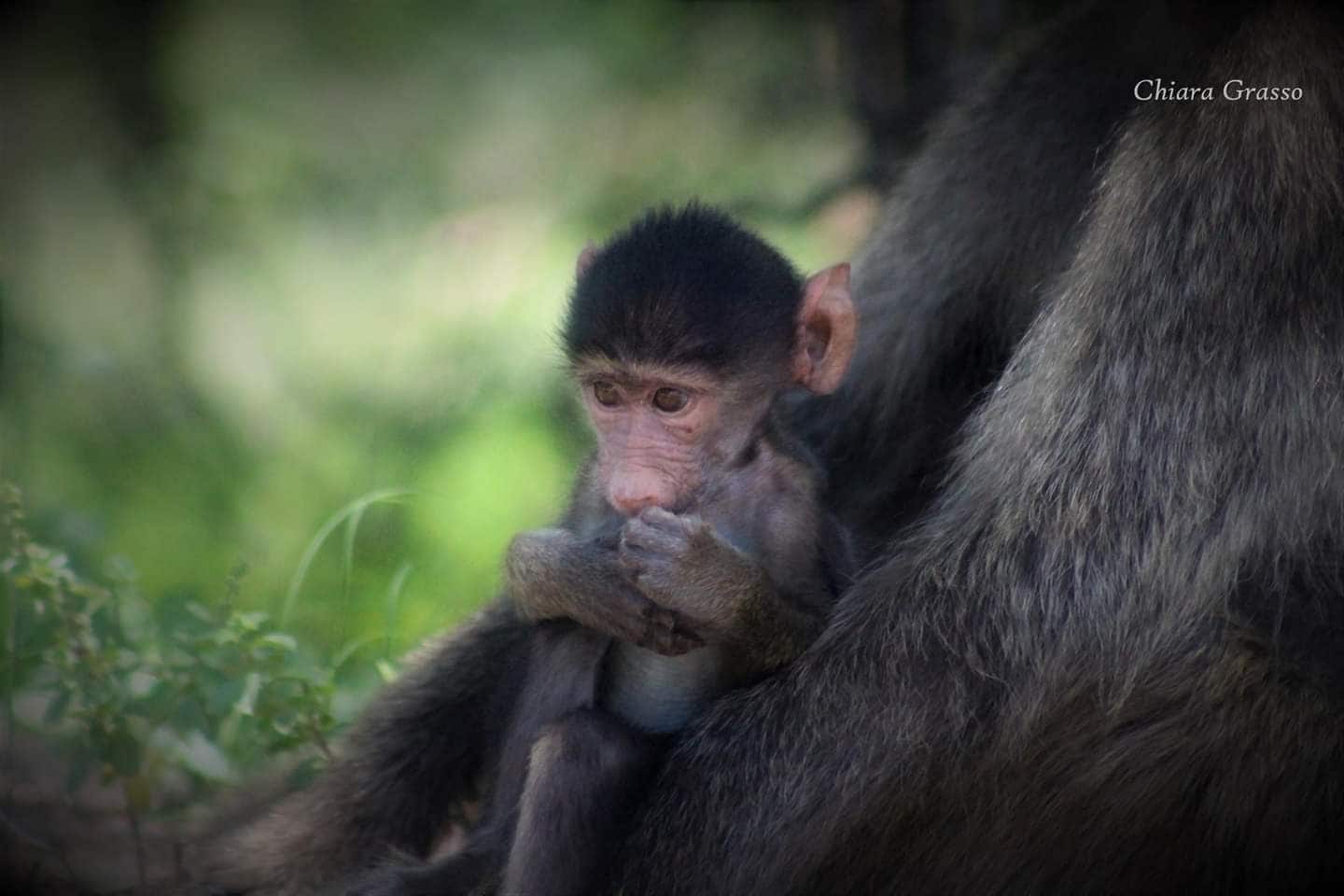 Safari éthique : quand l'émotion naît du respect pour les animaux, le récit de l'éthologue Chiara Grasso 8 Crédit : Chiara Grasso