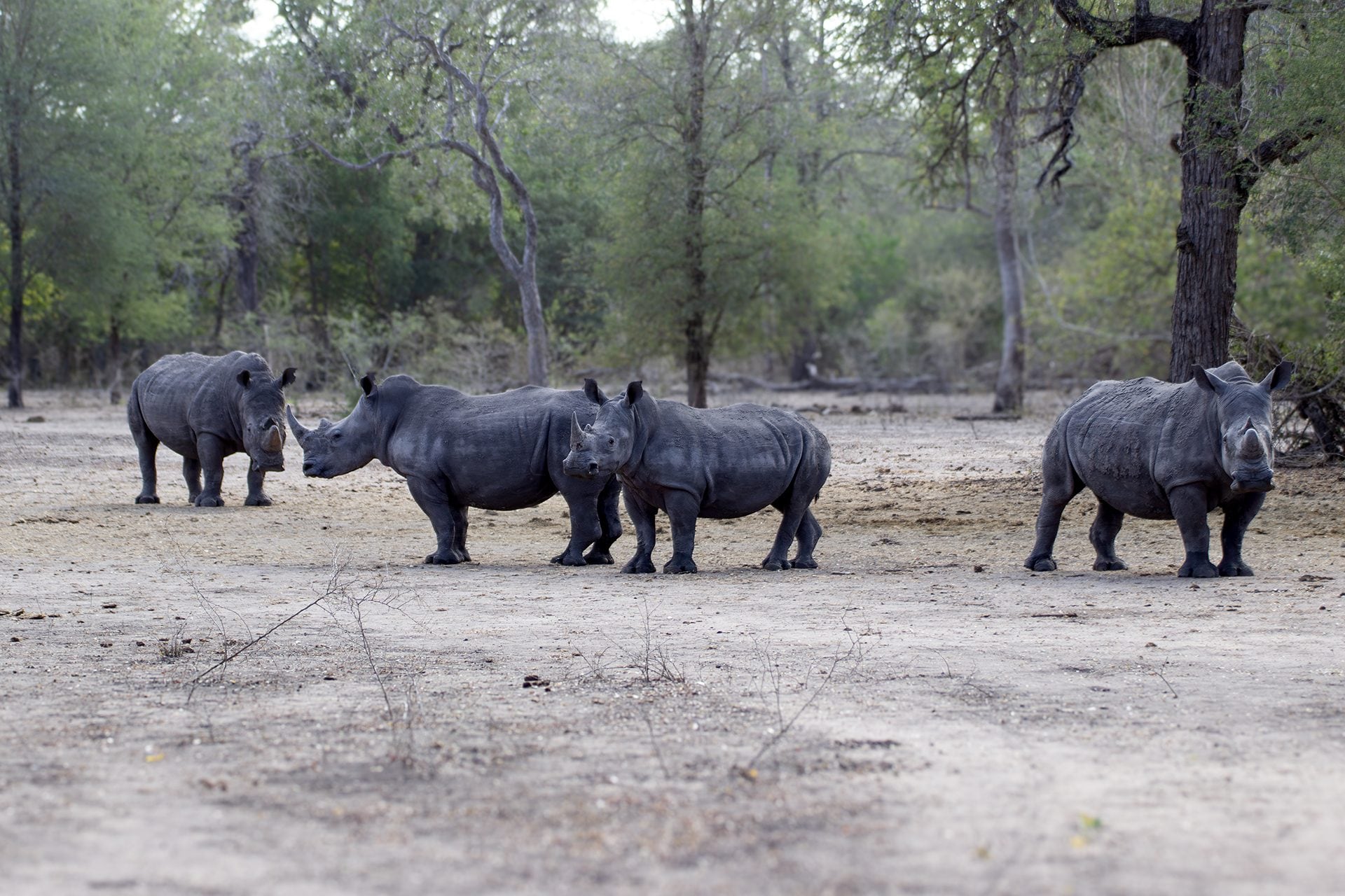 Safari éthique : quand l'émotion naît du respect pour les animaux, le récit de l'éthologue Chiara Grasso 10 Rinocéros. Crédit : Daniela Rubino