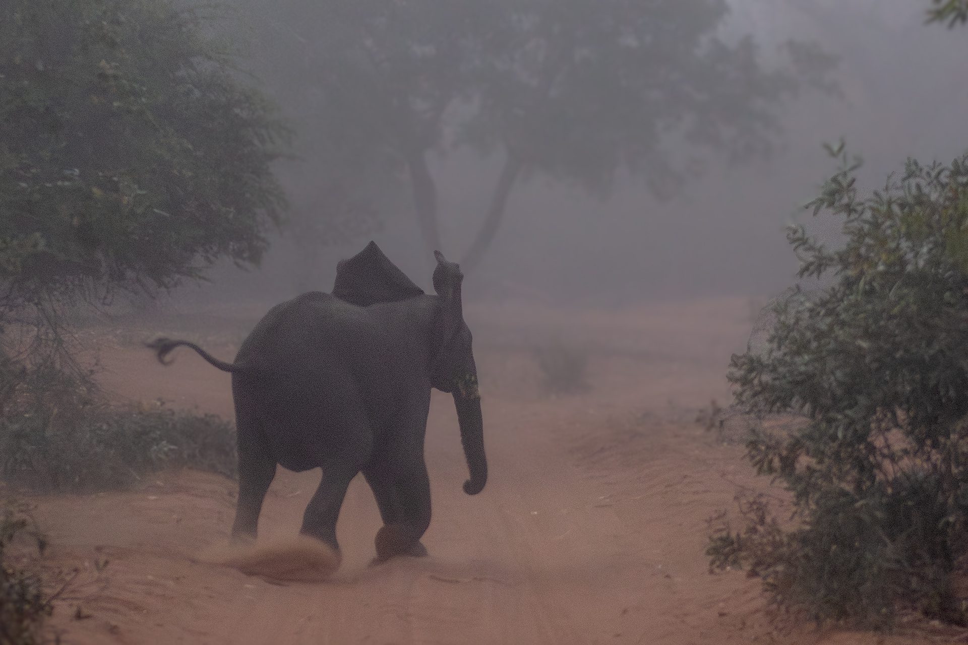 Safari éthique : quand l'émotion naît du respect pour les animaux, le récit de l'éthologue Chiara Grasso 12 Éléphant. Crédit : Daniela Rubino