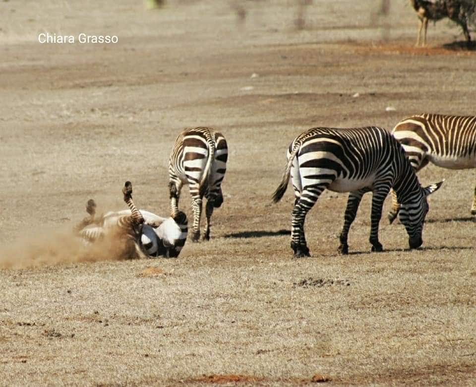 Safari éthique : quand l'émotion naît du respect pour les animaux, le récit de l'éthologue Chiara Grasso 13 Zèbres. Chiara Grasso