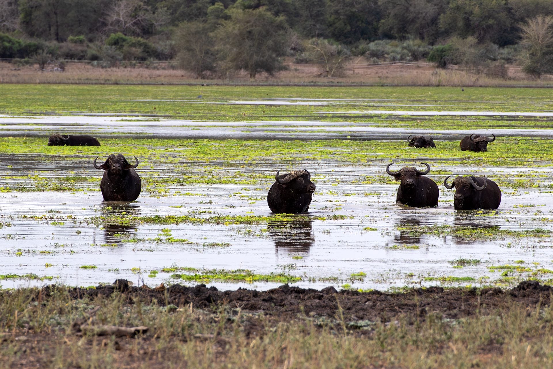 Safari éthique : quand l'émotion naît du respect pour les animaux, le récit de l'éthologue Chiara Grasso 14 Buffle africain. Crédit : Daniela Rubino