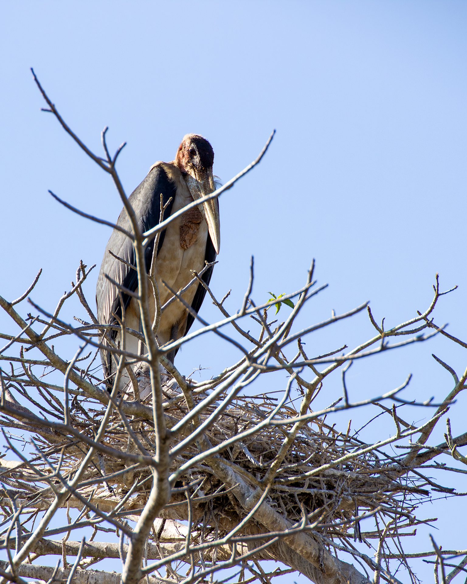 Safari éthique : quand l'émotion naît du respect pour les animaux, le récit de l'éthologue Chiara Grasso 16 Marabout. Crédit : Daniela Rubino