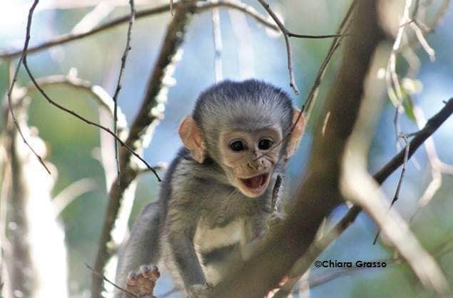 Safari éthique : quand l'émotion naît du respect pour les animaux, le récit de l'éthologue Chiara Grasso 17 Crédit : Chiara Grasso