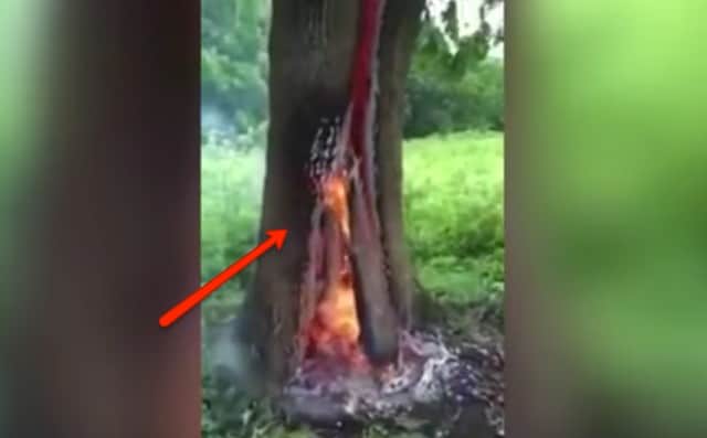 Une foudre frappe l'arbre, qui s'enflamme de l'intérieur : la scène est effrayante.
