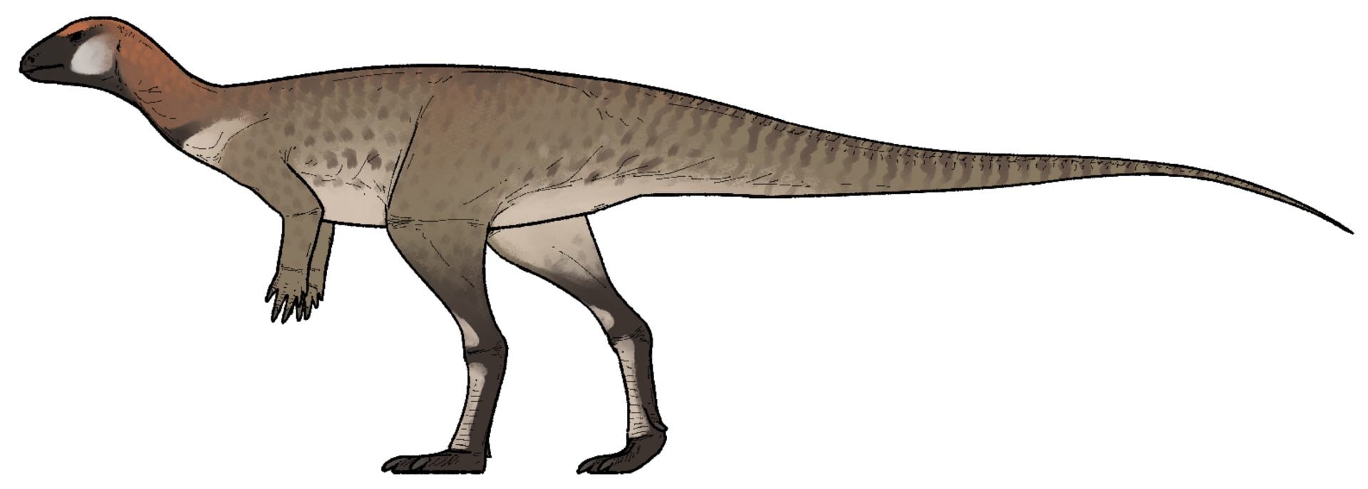 Un fossile exceptionnel révèle comment les dinosaures s’exprimaient : ils ne rugissaient pas comme dans Jurassic Park 3 Représentation graphique du dinosaure découvert en Chine. Crédit : Connor Ashbridge