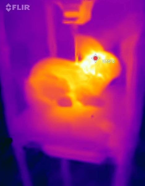 Une armée de lapins mécaniques contre un prédateur vorace qui menace la Floride 3 Les lapins robots émettent la même chaleur que les vrais. Crédit : Robert McCleery