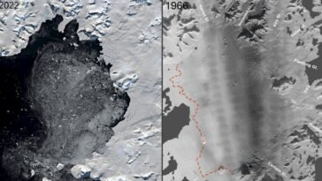Antarctique : des images aériennes de 60 ans éclairent l'effondrement d'une plateforme et prédisent notre avenir 12 La plateforme de glace Wordie. À gauche ce qu'il en reste aujourd'hui, à droite comment c'était dans les années 60.