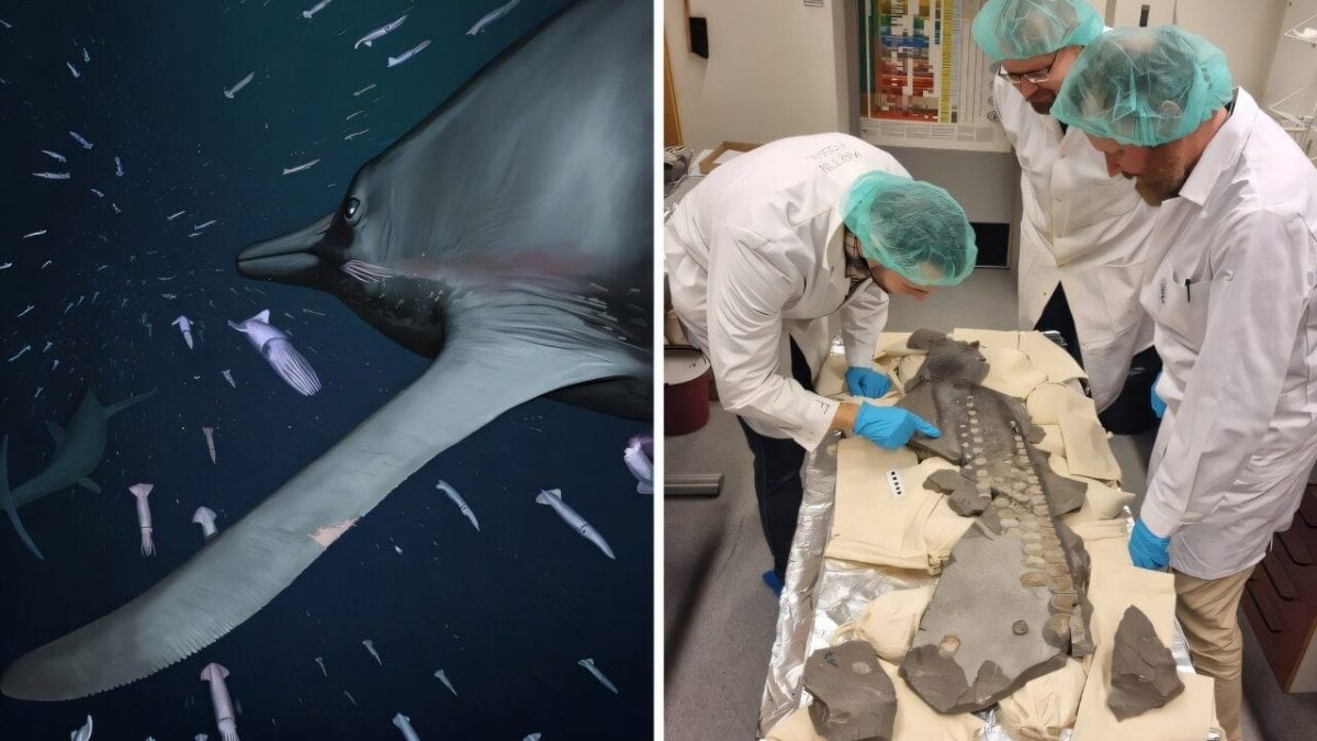 Ce reptile marin du Jurassique chassait comme un hibou : une découverte fossile étonnante des tissus mous 2 À gauche, reconstitution de l’ichthyosaure. Crédit : Joschua Knüppe. À droite, l'équipe qui a étudié les tissus mous. Crédit : Katrin Sachs