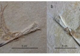 Les fossiles des poissons Tharsis du Jurassique. Crédit : Ebert & Kölbl–Ebert/Scientific Report