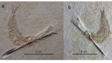 Ces poissons du Jurassique avaient une tendance étrange (et incroyable) à mourir de la même façon 4 Les fossiles des poissons Tharsis du Jurassique. Crédit : Ebert & Kölbl–Ebert/Scientific Report