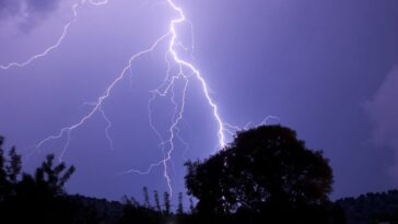 Chaque année, les éclairs anéantissent des milliers d'arbres : l'impact mérite toute notre attention 6 Image