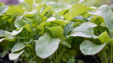 Des aliments plus riches en calories et moins nutritifs : les perspectives d'une étude sur l'avenir de notre alimentation 19 Image