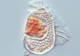 Des scientifiques ont découvert une nouvelle créature qui n'est "ni vraiment vivante, ni vraiment morte"