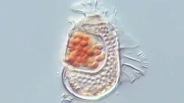 Des scientifiques ont découvert une nouvelle créature qui n'est "ni vraiment vivante, ni vraiment morte"